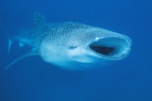 Bumper Year for Whale Shark Sightings