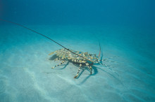 Rock lobster fishery balances lifestyle and livelihood