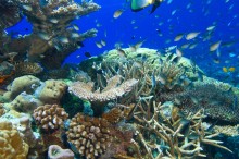 CSIRO and the ANU launch biodiversity research centre