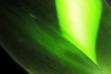 The Best of Australian Science: April 2013