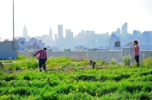 Industrial Food and Evolution