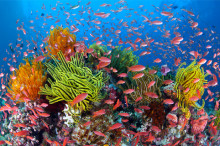 World Oceans Day – 7 June 2013, Live Event