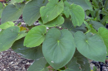 Pacific plant could be good news for anxiety sufferers