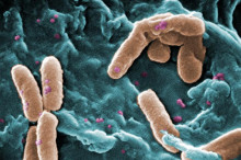 The language of biofilms