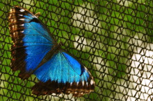 If a bird flies in the forest, does an insect hear it?