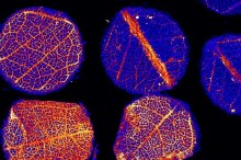 CSIRO Snapshot: November 2013