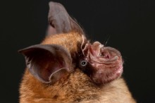 Bats confirmed as SARS origin