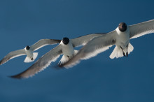 New Research Proves the Bird’s “V