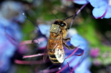 Bee sensors take flight to help farmers