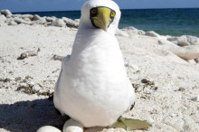 New maps reveal locations of species at risk as climate changes