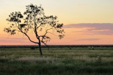 New analysis promises better weed management of the Lake Eyre Basin