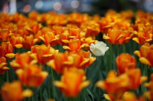 abNormal: A Short Documentary on the Science of Being Different
