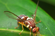 Insect’s mating secrets key to protecting Aussie farms