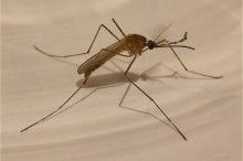 Scientists find new way to fight Malaria drug resistance