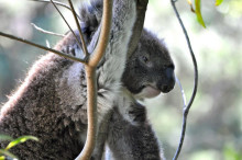Unlocking the genetic code of the eucalypt