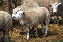 What’s in the sheep genome? Wool see