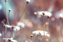 Visionary Neurologist Oliver Sacks on What Hallucinations Reveal about How the Mind Works