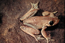 Townsville frog researcher awarded science grant