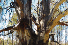 River red gum – more than just a tree