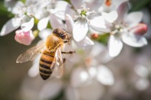 New app offers relief for hay fever sufferers
