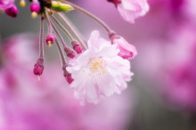 Let’s Learn Japanese: Two Classic Video Series to Get You Started in the Language