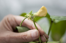 A sexless union to bear great fruit