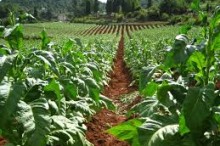 WHO tobacco treaty makes significant progress despite mounting pressure from tobacco industry