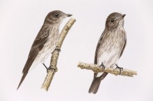 Scientists confirm new bird species in Indonesia