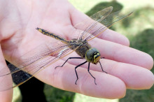 Scientists reveal secrets of insect evolution