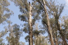 Protecting native forests more valuable than logging