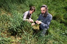 Farmers should pay for invasive weeds – researchers