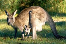 Kangaroos eating reptiles out of house and home