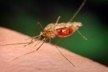 Scale-up in effective malaria control dramatically reduces deaths