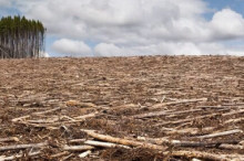 Deforestation – How far will we go for profit?