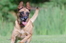 My Dog Speaks To Me With His Eyes – Evolution of Human/Dog Bonds